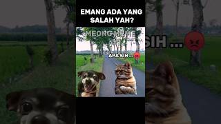 Why Are You Laughing hamsarkapongke shorts cat catmemes cat funnycat catdubbing