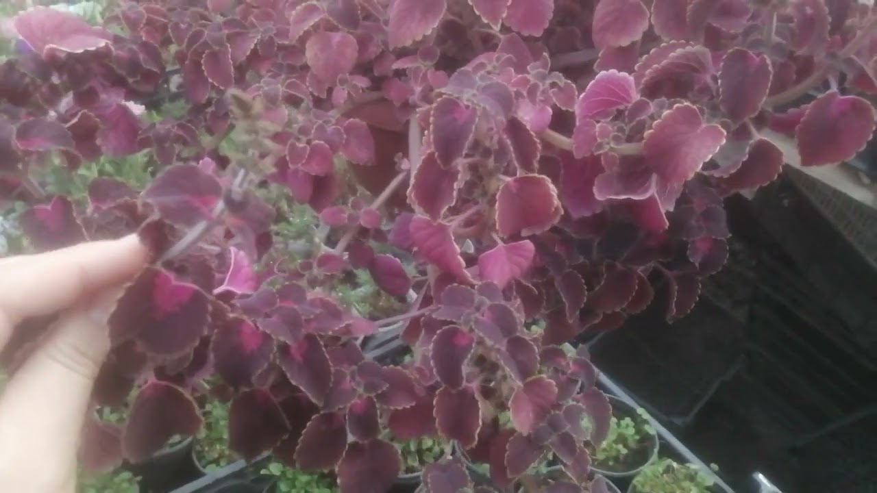 Колеус ампельный трейлинг "Lava Rose" в кашпо. Ваше мнение?
