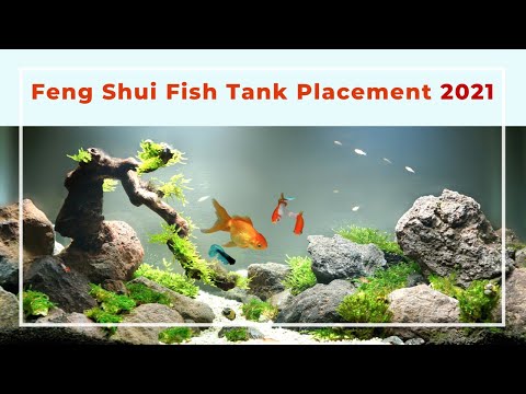 Vidéo: Où Mettre Un Aquarium Feng Shui