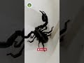 Scorpion Venom: Deadly or Life-Saving |#scorpion #reels #shorts #facts #usa #india