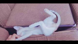 Kitten Atrocities 😂🤣 by CAT Lover 72 views 2 years ago 1 minute, 15 seconds