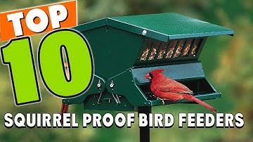 Best Squirrel Proof Bird Feeder In 2025 - Top 10 Squirrel Proof Bird Feeders Review