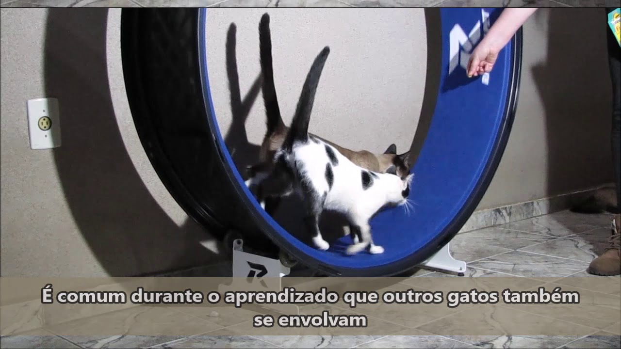 Exercitador de roda de gato para gatos internos, roda de esteira de gato,  brinquedos de exercício, móveis de gato fofos, jogo de treino com perda ou