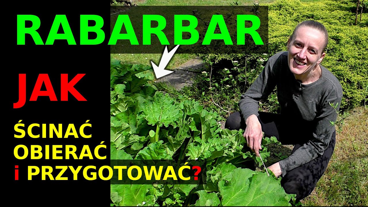 173 Jak ścinać rabarbar? Jak OBIERAĆ rabarbar? Jak kroić rabarbar