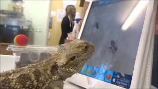 bearded dragon plays ant crusher