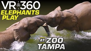 Zoo Tampa Elephants Play In Water -  VR 360, Immersive 5k