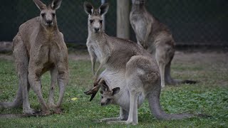 Go inside a kangaroo pouch - Baby kangaroo 🦘