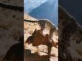 Snow Leopard vs Two Giants: The Shepherd Was Doomed… Until They Arrived #wildlife #viral #animals