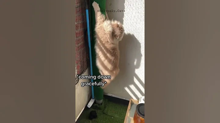 Video 3261211: british shorthair longhair, funny british longhair, cat funnycats