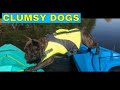 Funny clumsy dog videos