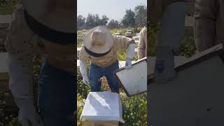 طريقة وضع إطارات شمع أساس النحل داخل خلايا النحل