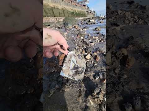 ع ثر على ثلاث حبات برقوق أثناء البحث عن الطعام في نهر التايمز أفضل الاكتشافات البحث في الطعام