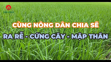 AgriJapan | Cùng Nông Dân Chia Sẻ: RA RỄ - CỨNG CÂY - MẬP THÂN ĐỒNG ĐỀU với BRASS 481 + MAPIX 40SL