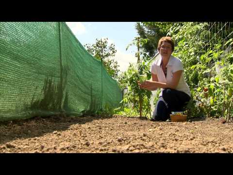 Videó: Kertészeti Naptár Júliusra