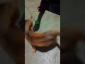 বিড়াল ছাও কত সুন্দর খেলা করে#for you