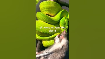 अजगर #green#python #video #shorts#subscribetomychannel #viralvideo #beautiful #baby #nature