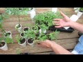 Managing Tomato Transplants: Moving Them to Larger Cups & When Can Tomatoes Go Outside - TRG 2015