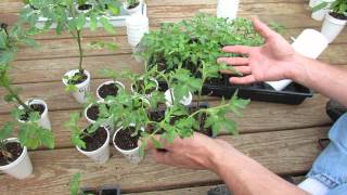 Managing Tomato Transplants: Moving Them to Larger Cups & When Can Tomatoes Go Outside  TRG 2015