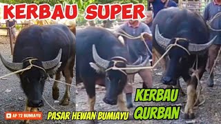 KERBAU QURBAN 2024 | HARGA KERBAU Di PASAR WAGE BUMIAYU TERBARU #af72bumiayu