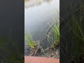 المثال الأمثل للنجاح عند التعامل مع صوت جهير ضخم وغطاء سميك شورت