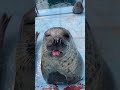 Funniest Sea lion 🦭#shorts #viralvideo#animalshow #sealions #sealionshow #funny #fun #animals