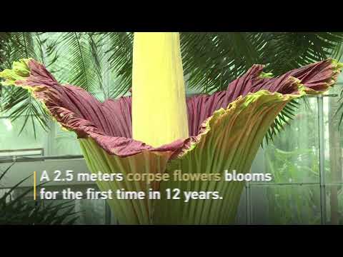 A corpse flower