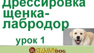 Дрессировка щенка 1 урок Дрессировка лабрадора щенка 1 урок(Бесплатный курс по дрессировки = http://sunny.dog/ - пошаговые бесплатные уроки по воспитанию и дрессировке вашей..., 2016-12-06T06:40:17.000Z)