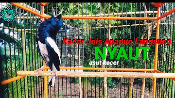 kacer gacor NGEPLONG tarung konslet ini paling AMPUH buat PANCINGAN KACER agar EMOSI