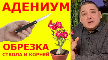 Обрезка адениума. Тонкости и важные моменты