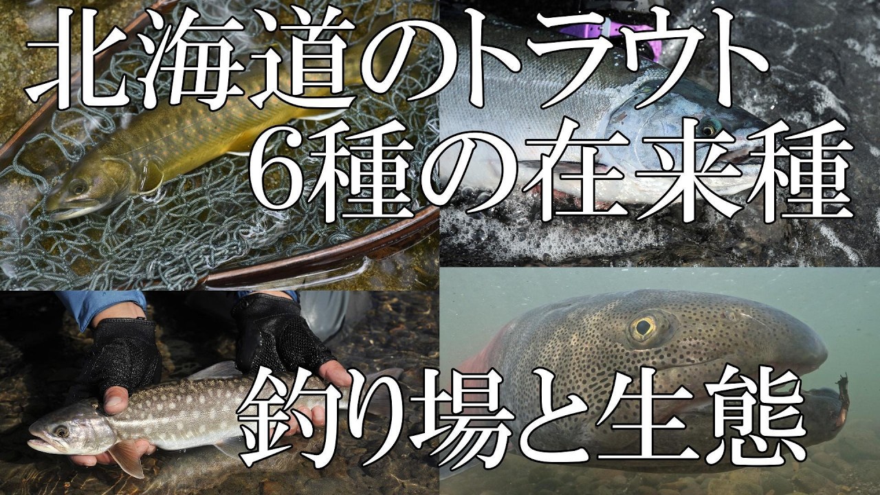 北海道のトラウト 6種の在来種　釣り場と生態