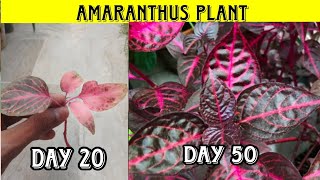 HOW TO GROW AMARANTHUS PLANT AT HOME