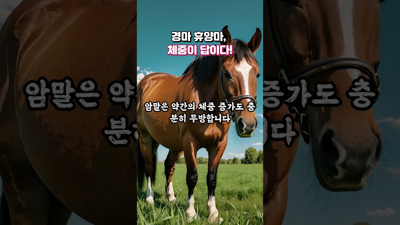 경마 휴양마는! "체중이 정답이다"