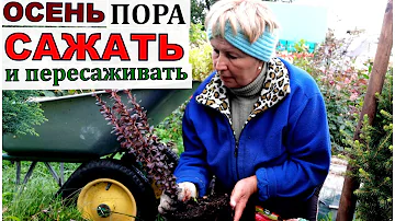 Барбарис может быть вечнозеленым?  Как посадить Гортензии и Барбарисы?