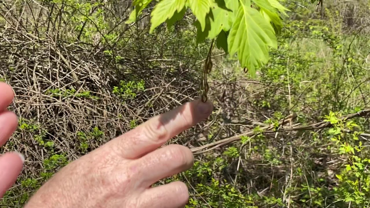 Grand River Park - Spring 5