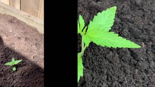 CANNABIS OUTDOOR GROW 3 WEEK SEEDLINGS 🌱 UPDATE