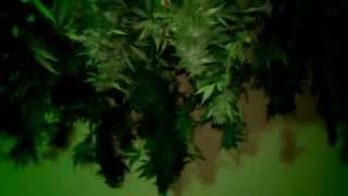 NatGeo:Club Bud