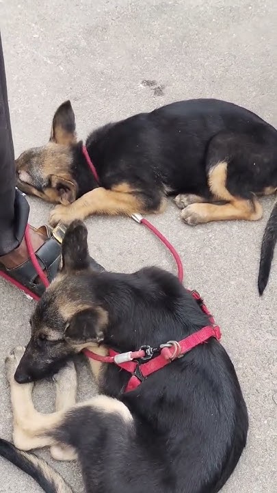 german-shepherd-breed-dog-pair-at-40000-rupees-full-video-in-comments