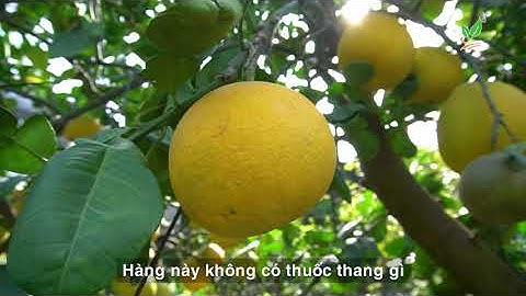 Cây Bưởi Diễn Chơi Tết Tân Sửu 2021 - Trái Vàng Sai Trĩu - Tài Lộc Tân Xuân - 0928487777