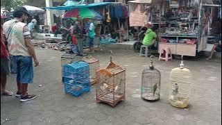 Pasar Burung Pleret, Bantul Yogyakarta