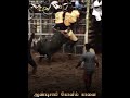 ஆண்டிசாமி கோவில் காளை ✨ #jallikattu #whatsappstatus #love #bull #manjuvirattu #jallikattu_kaalai ...