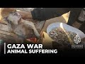 Rescuing animals: Gaza&#39;s pets traumatised by Israeli shelling