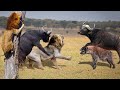 Buffalo Attacks Lion! Crazy Buffalo vs Lion Fight To Death - Animals Attack Compilation