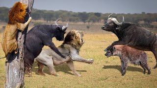 Buffalo Attacks Lion! Crazy Buffalo vs Lion Fight To Death - Animals Attack Compilation