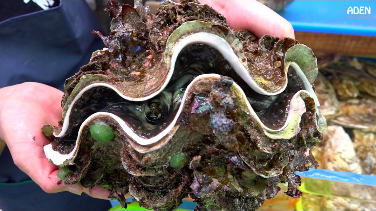 Street Food in Japan: Giant Clam | Doovi