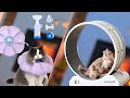 12 Trending Cat Health Supplies on Amazon [ 2025 ]