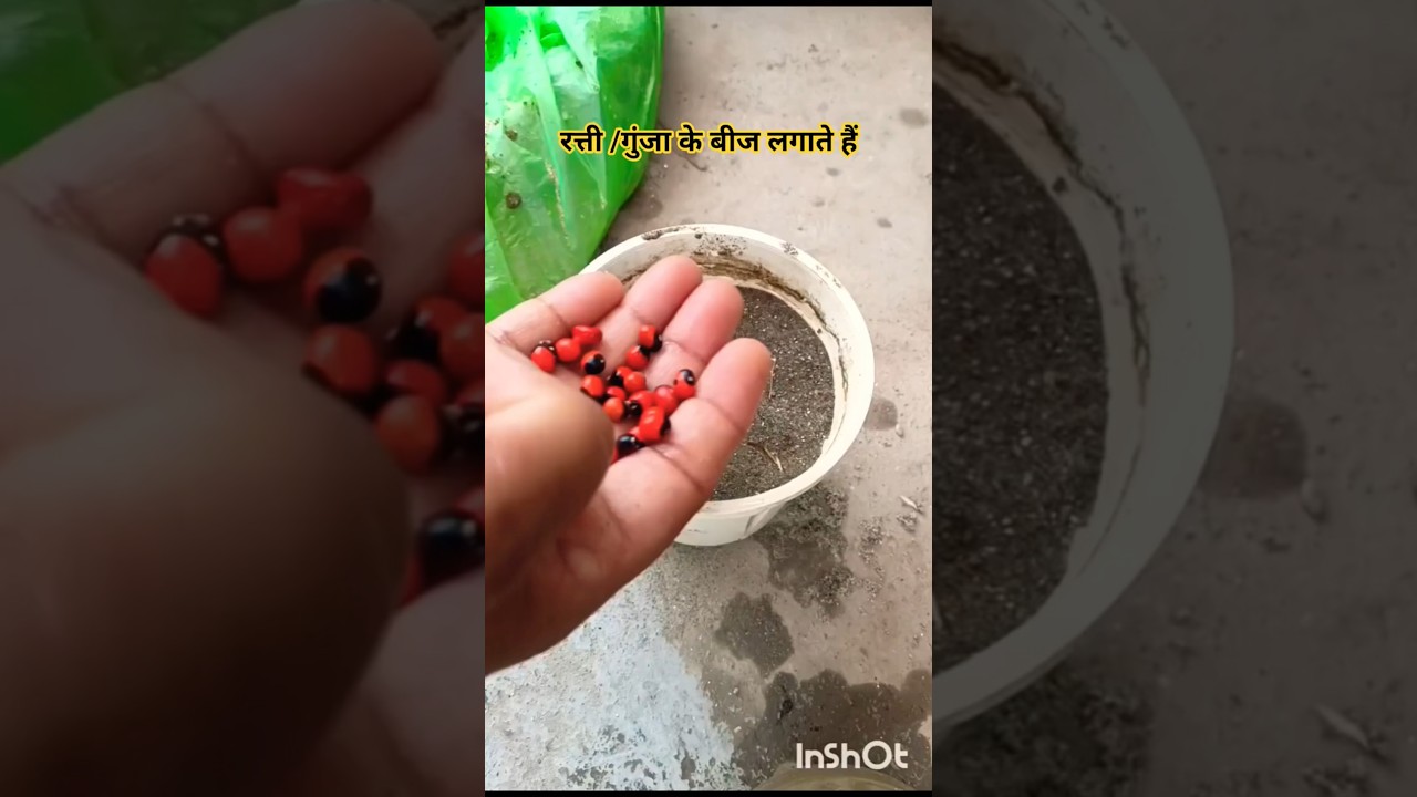 रत्ती /गुंजा के बीज लगाते हैं #gardening #terracegarden #plants #nature #viral