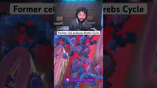 Krebs Cycle Analysis