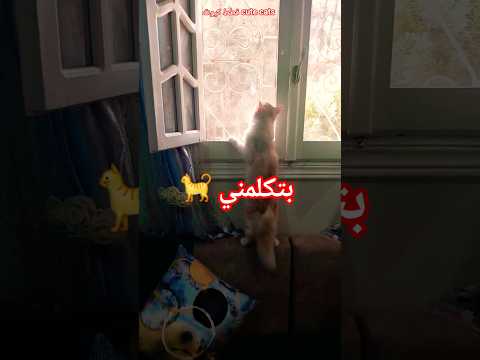 فلورا بتبص من الشباك و بتكلمني قطط كيوت قطط      