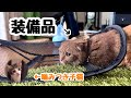 新入り子猫に噛みつかれ、メッシュに隠れながら近付く短足猫が可愛かったwww【預かり保護猫】