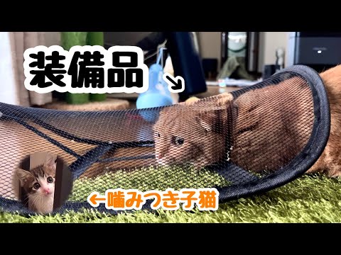 新入り子猫に噛みつかれ、メッシュに隠れながら近付く短足猫が可愛かったwww【預かり保護猫】